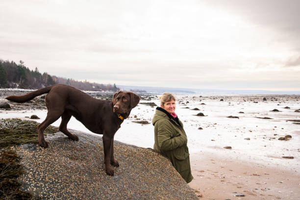 A walk on the beach with a canine friend A woman on a beach in the winter with her Labrador Retriever. dog disruptagingcollection stock pictures, royalty-free photos & images