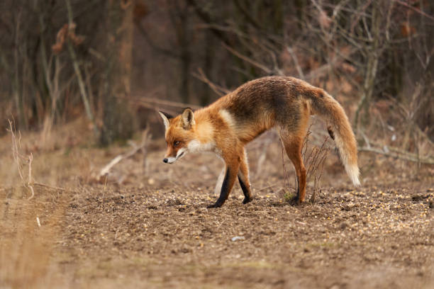 istock Adult fox in the forest 1386886565