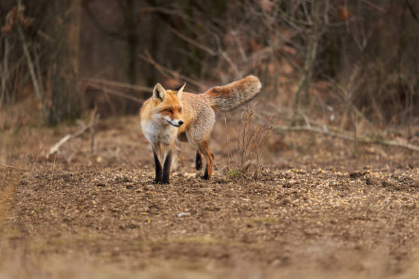 istock Adult fox in the forest 1386886570