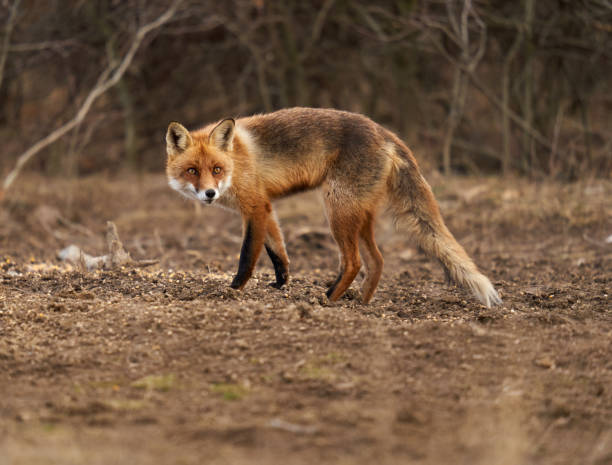 istock Adult fox in the forest 1386886576