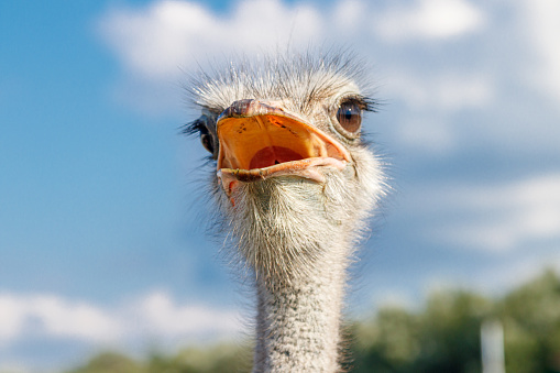 Beautiful ostriches on a farm against a blue sky close-up