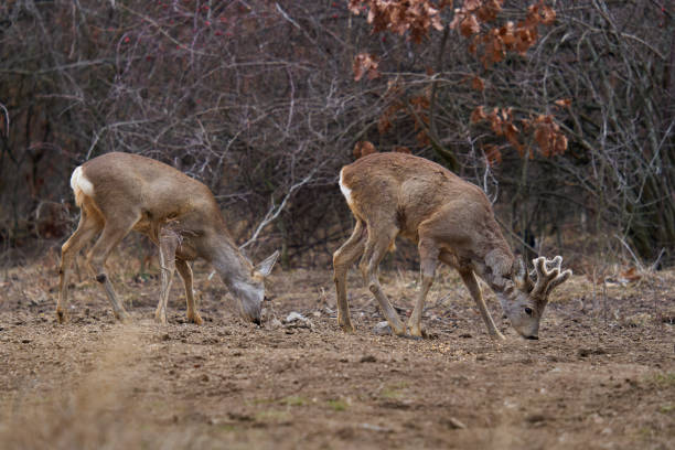 istock Roe deer at the feeding spot in the forest 1386886846