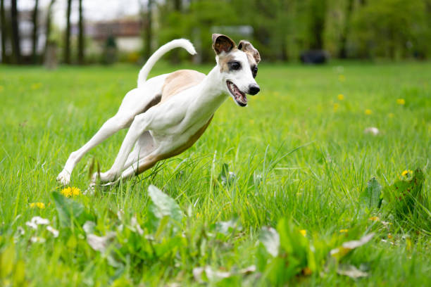 Brown and white whippet is running very fast trough the grass playing and chasing