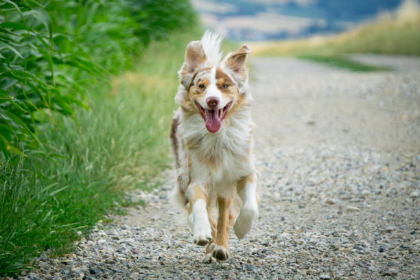 istock Boardercollie dog  Running 1386887157