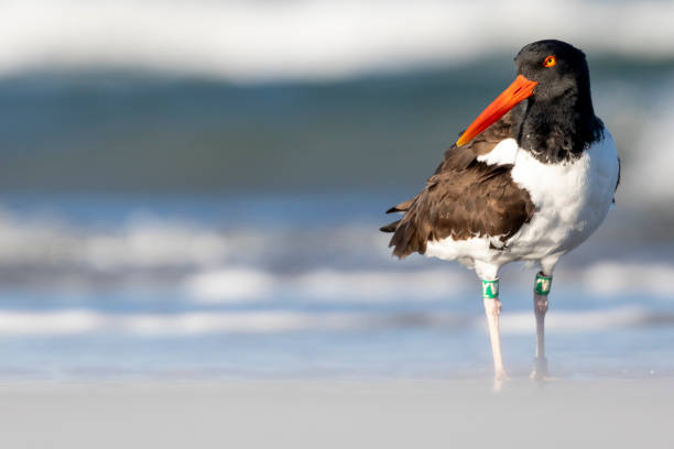 oystercatcher on the beach - cape fear imagens e fotografias de stock