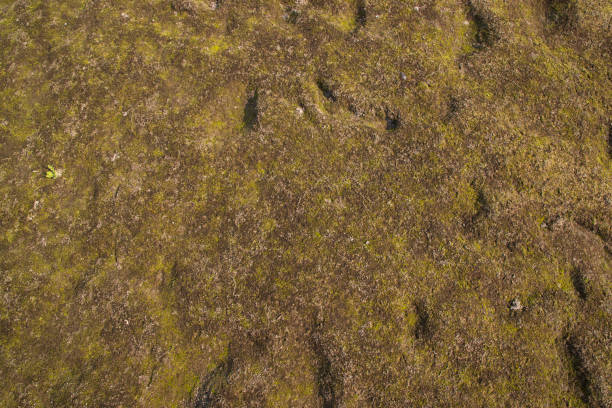 istock Green Moss Texture Background. Natural Background Texture. vintage surface  Background 1386888287