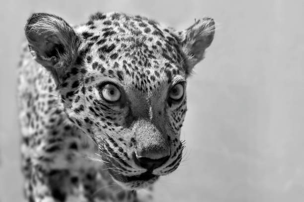 istock close-up of leopard face on black background 1386888320