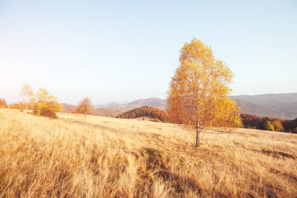 Stunning image of the bright trees in sunny beams. Gorgeous day and vivid scene. Red and yellow leaves. Location place Carpathians, Ukraine, Europe. Warm tone. Beauty world. Best wallpapers of earth.