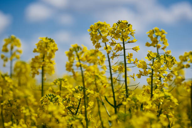 istock Blooming canola flowers in closeup 1386888956