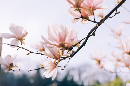 Pink magnolia flowers blooming in spring in sun light