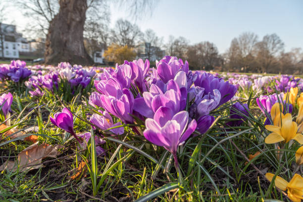 Crocuses purple crocuses on a meadow in the park crocus tommasinianus stock pictures, royalty-free photos & images