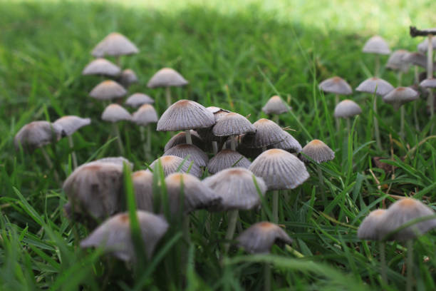 Spotlight cluster approach on green grass