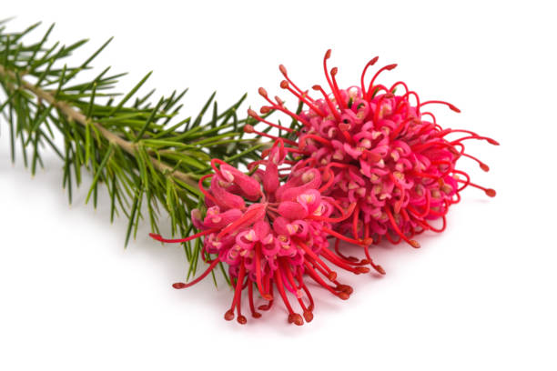 Grevillea  flowers Grevillea  flowers isolated on white background grevillea juniperina stock pictures, royalty-free photos & images