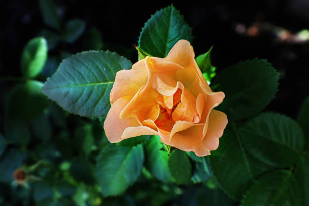 rosa de chá de tangerina - aninhada em folhas verdes escuras crescendo no jardim - close-up e espaço de cópia - color image softness single flower orange - fotografias e filmes do acervo