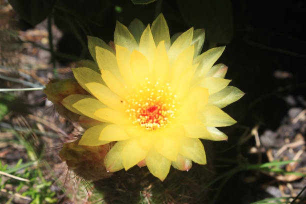 Close-up focus of beautiful cactus flower