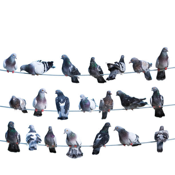 istock Flock of birds lined up on electrical wires 1386895819