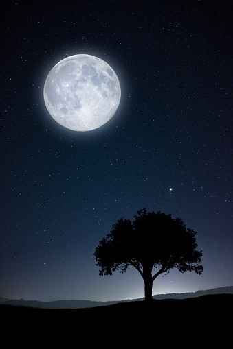 Full moon and one tree in silhouette.