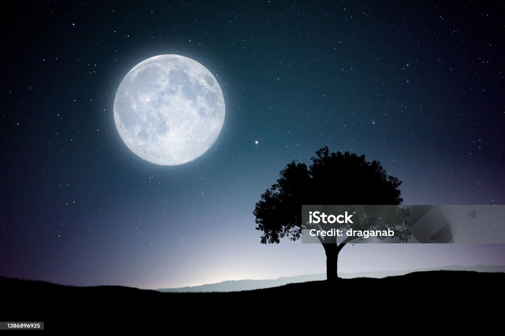 Full moon Full moon and one tree in silhouette. Moon Stock Photo