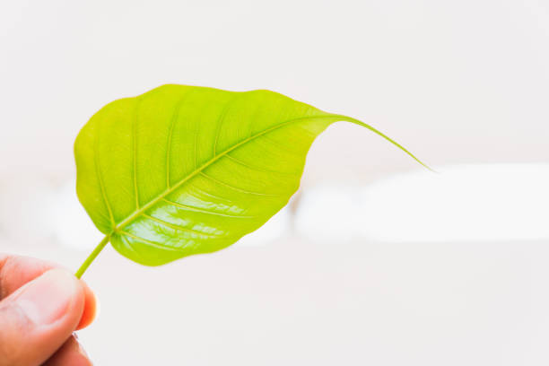 istock Close up hand old green leaf  on white background 1386897272