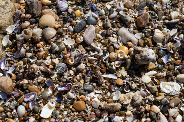 istock Beach background with stones, shells and seaweed 1386897382