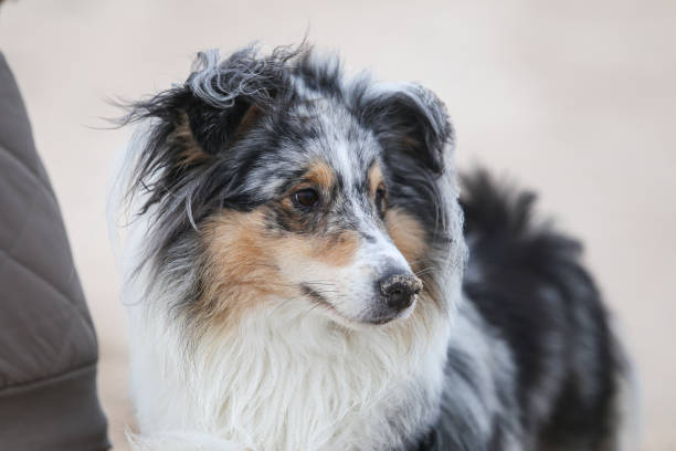 Close up view of blue merle shetland sheepdog sheltie portrait. Close up view of blue merle shetland sheepdog sheltie portrait. Photo taken near baltic sea on sandy background. sheltie blue merle stock pictures, royalty-free photos & images