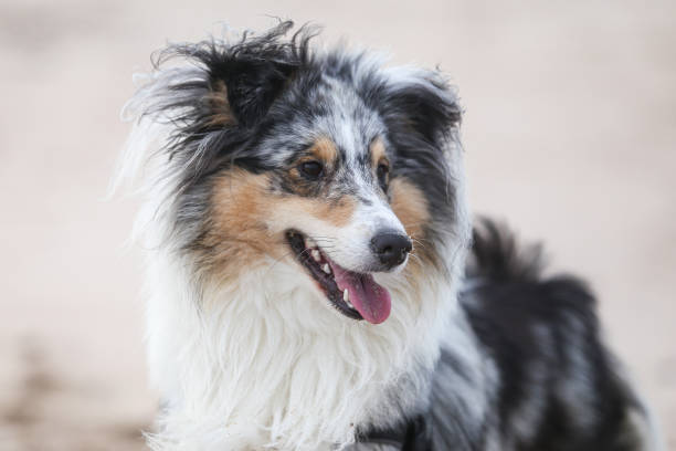 Close up view of blue merle shetland sheepdog sheltie portrait. Close up view of blue merle shetland sheepdog sheltie portrait. Photo taken near baltic sea on sandy background. sheltie blue merle stock pictures, royalty-free photos & images