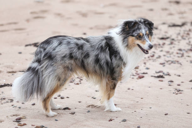 Blue merle shetland sheepdog standing in sand. Photo taken on overcast day.