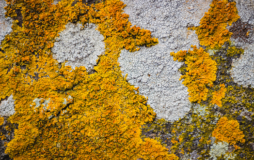 yellow dry moss on a rock in the nature