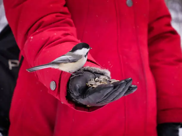 A friendly chickadee lands on a woman's hand to grab some sunflower seeds.