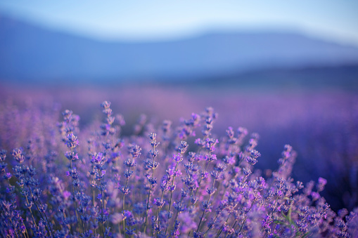 Close-up on lavender flowers at sunset.