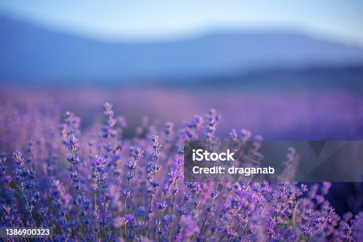 istock Lavender 1386900323
