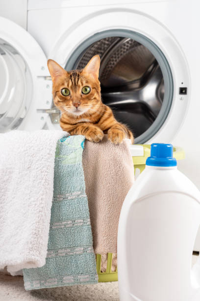 istock Cat in the washing machine, laundry basket and laundry detergent. Vertical shot. 1386900566