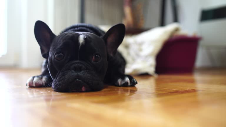 Black French Bulldog