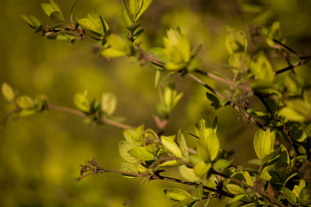 istock Opening buds on the branches in springtime. Selective focus, shallow depth of field. 1386902417