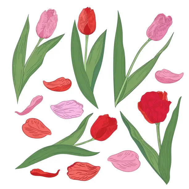 Vector illustration of Pink and red spring flowers tulips with petals on a white background vector