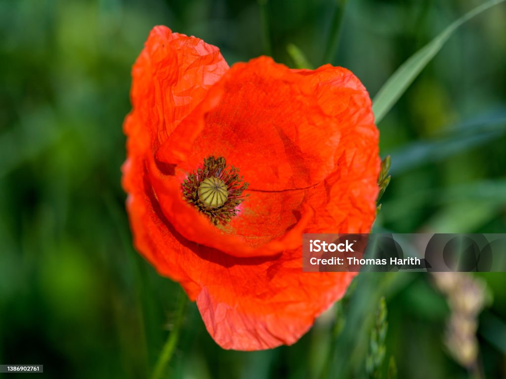 Red flowering poppy close up Red flowering poppy close up in a green field Close-up Stock Photo