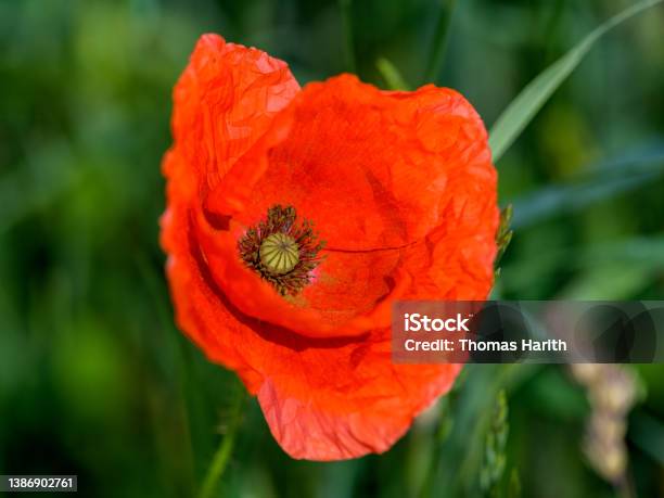 Red Flowering Poppy Close Up Stock Photo - Download Image Now - Close-up, Color Image, Corn Poppy