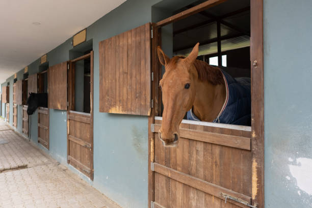 caballo marrón mira por la ventana del establo. - horse stall stable horse barn fotografías e imágenes de stock