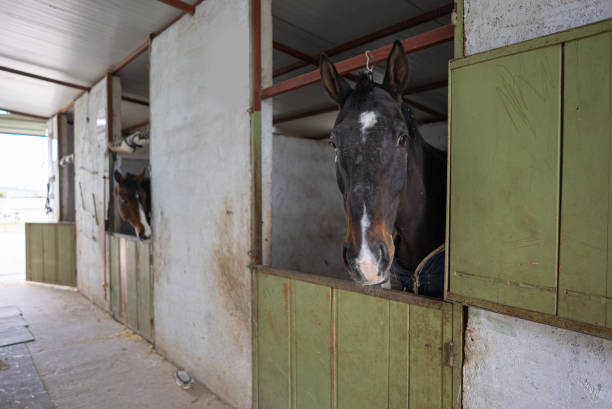 Brown horse look out from stable window. Portrait of farm animal. Mare head in wooden paddock inside