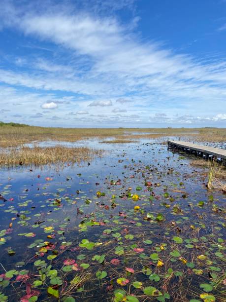 istock Swamp in the Everglades 1386905039