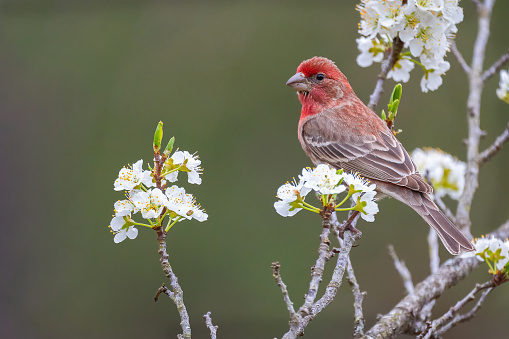 A Male House Finch Perched in a Plum Tree in Pilot Mountain, North Carolina, United States