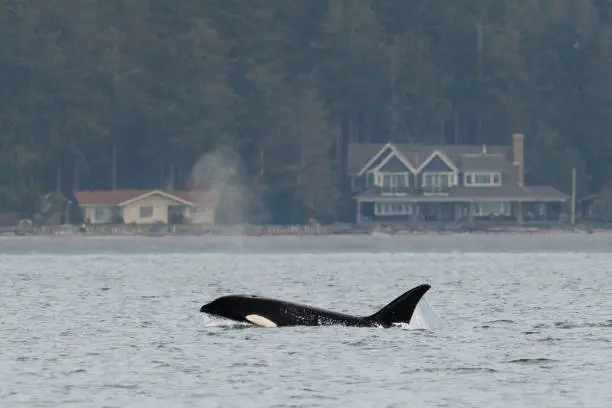 Transient orca T099, Bella, traveling in Penn Cove Whidbey Island in Coupeville, Washington, United States