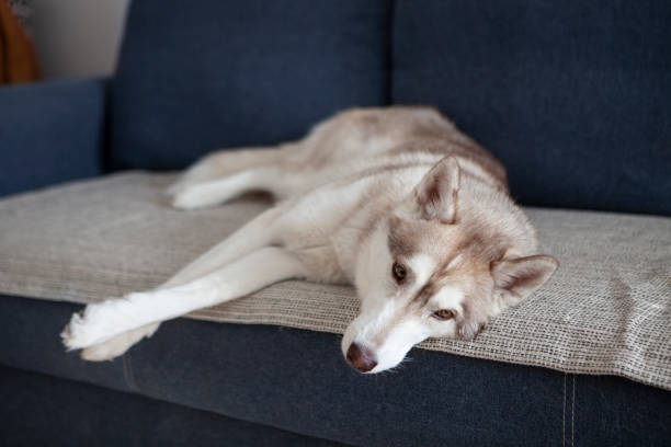 istock Spoiled dog is lying on the couch 1386905994