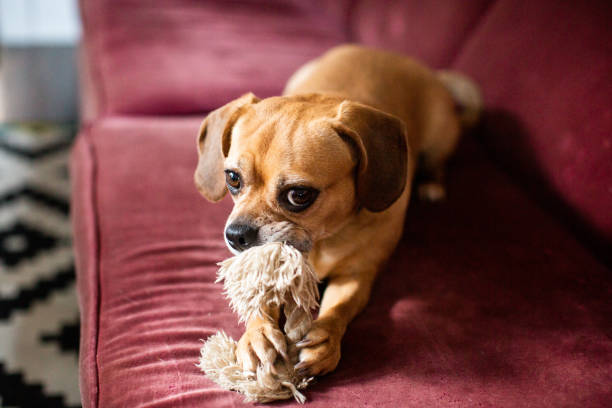 A Puggle Sitting on a Couch Chewing on a Dog Toy stock photo
