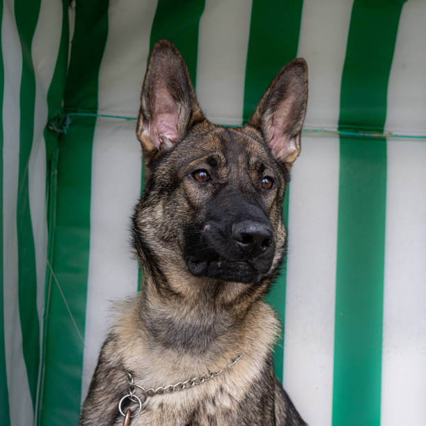 A portrait of a young German Shepherd. A striped pattern in the background