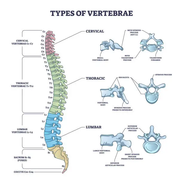 Vector illustration of Types of vertebrae and cervical, thoracic and lumbar division outline diagram