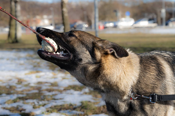 istock A young happy German Shepherd plays tug with a ball. Sable coloured working line breed 1386907533