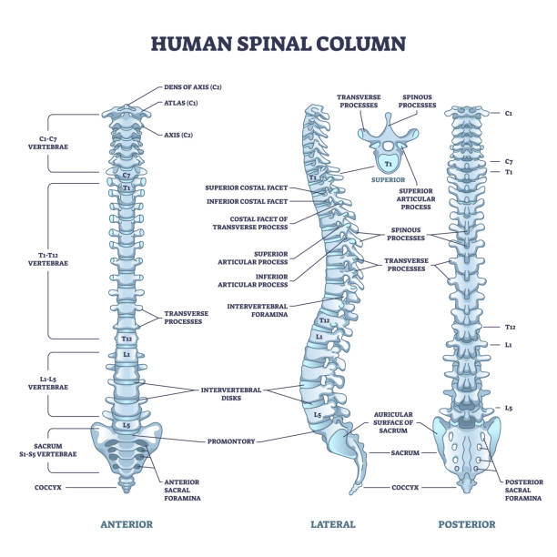 istock Human spinal column with backbone and spine skeletal anatomy outline diagram 1386908452