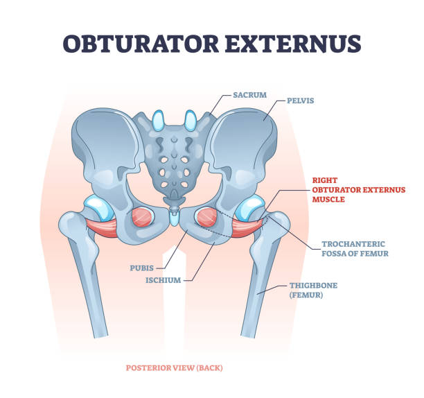 illustrations, cliparts, dessins animés et icônes de localisation du muscle externus obturateur et diagramme de structure squelettique de la hanche - ischion