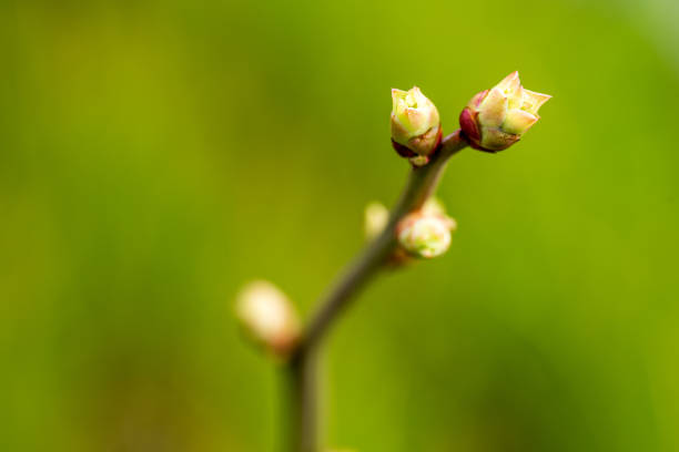 istock Buds forming in early spring on blueberry bush. 1386908982